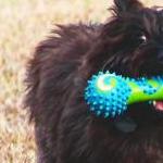 Dark Cairn carrying a rubber bone in mouth