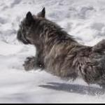 Cairn running through snow