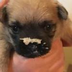 Red Cairn puppy with gruel on his face