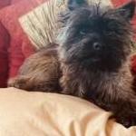 Brindle Cairn resting on a pillow in the sofa