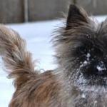 Dark Brindle Cairn in the snow