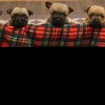 A line up of adorable Cairn puppies
