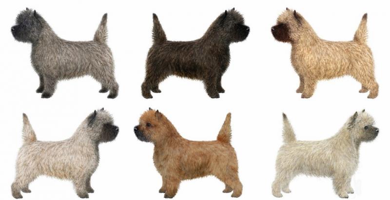 Cairn Coats Can Change Color Cairn Terrier Club of America