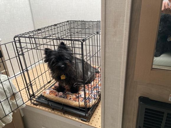 how to crate train a cairn terrier