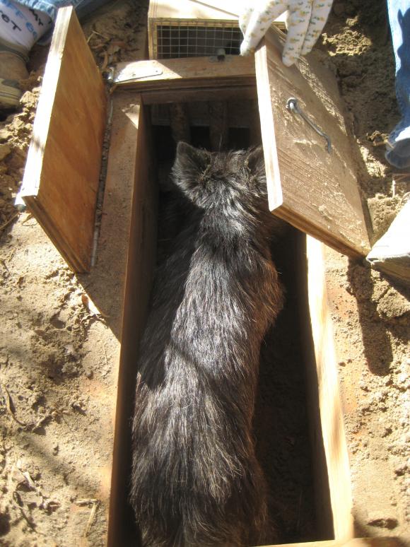 Cairn practicing earthdog in tunnel