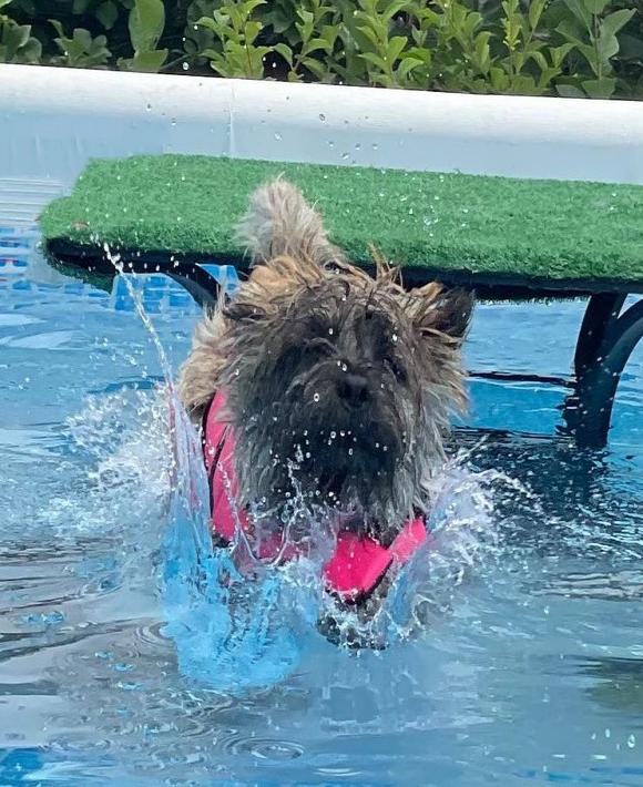 Cairn diving into the water