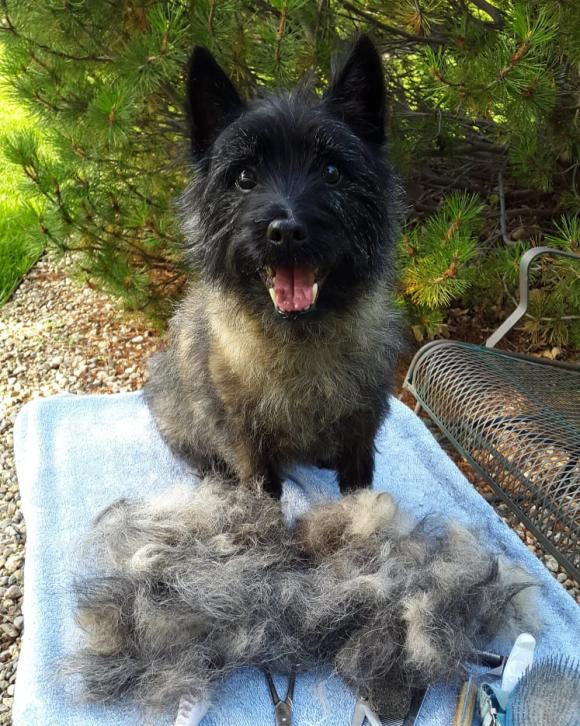 Grooming Information Cairn Terrier Club of America