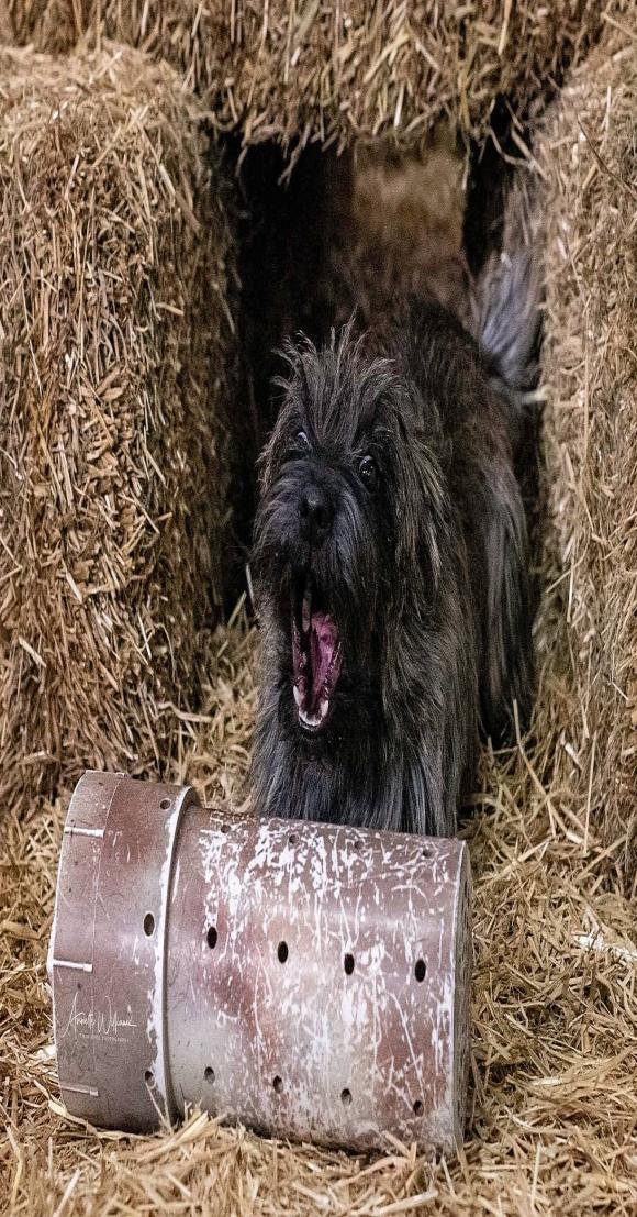 Cairn working the rats in barn hunt