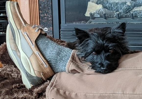 Dark adult Cairn laying his head on dad's legs