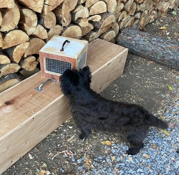 Dark brindle adult Cairn sniffing rat in a wire cage