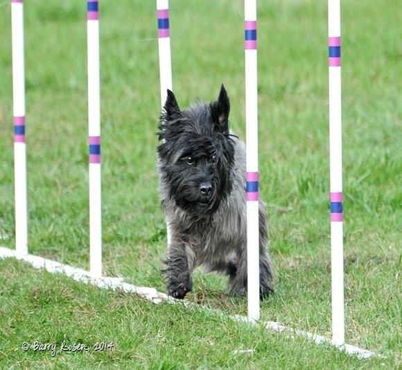 Dark brindle Cairn weaves through agility poles.