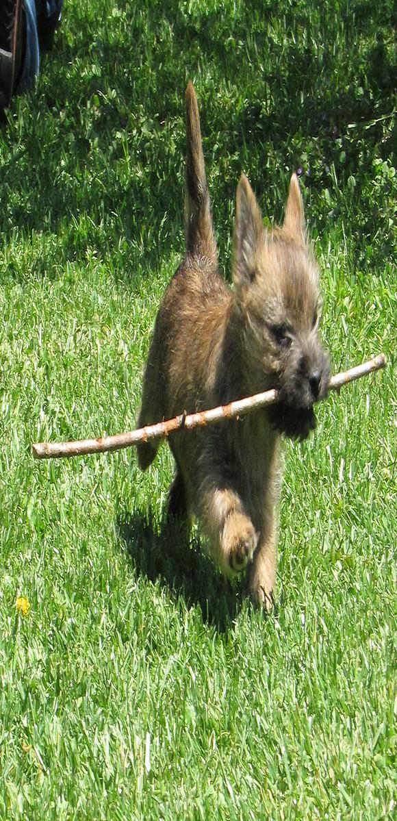 how to crate train a cairn terrier