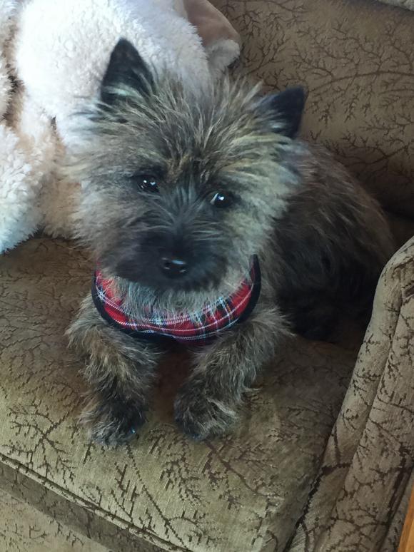 does a cairn terrier need a collar