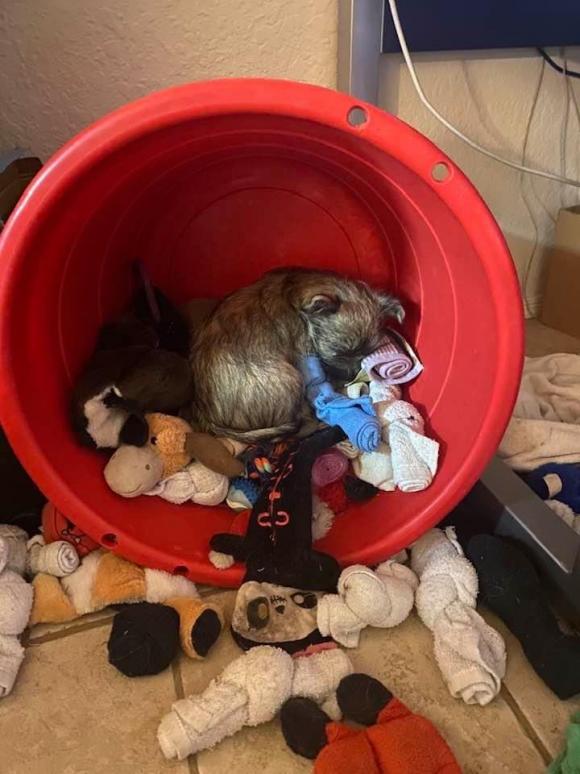 Cairn Pup Asleep in his toy bucket