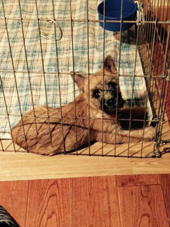 how to crate train a cairn terrier