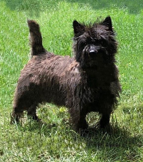 how to crate train a cairn terrier