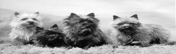 Cairn Terriers